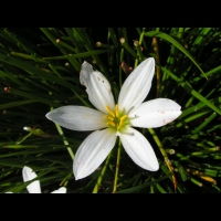 Zephyranthes Atamasco (fam Amaryllidacees) (Am. du nord) (3)